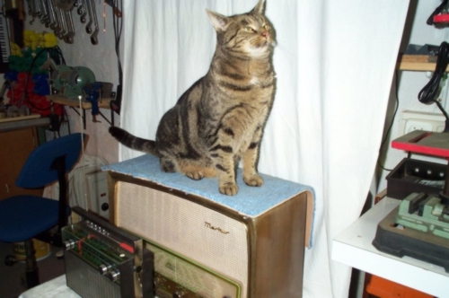 Die Katze